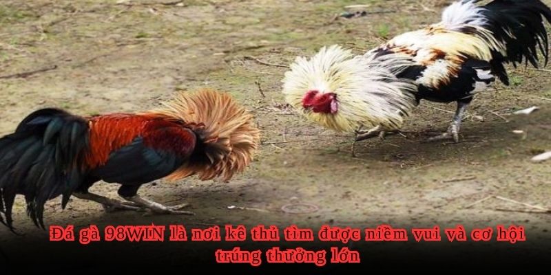 Đá gà 98WIN hấp dẫn nhờ vào sự linh hoạt trong đặc tính chiến kê