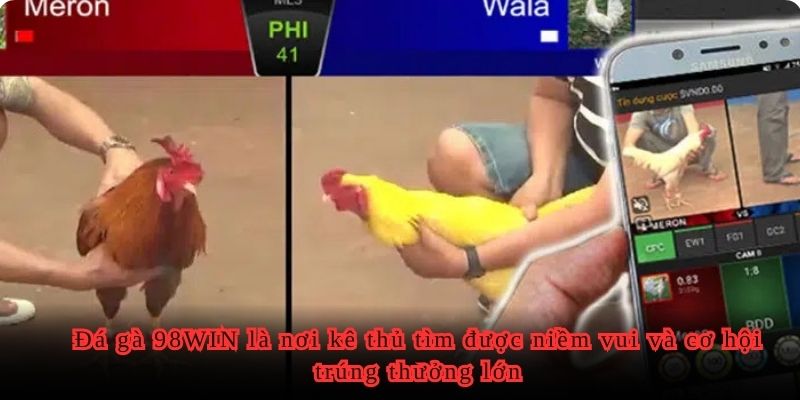 Đá gà 98WIN là nơi kê thủ tìm được niềm vui và cơ hội trúng thưởng lớn